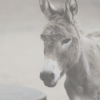 Parenting from a Donkey 1