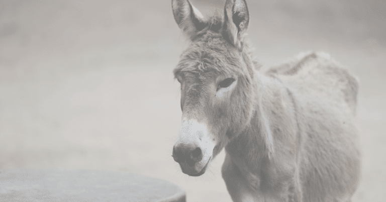 Parenting from a Donkey 1