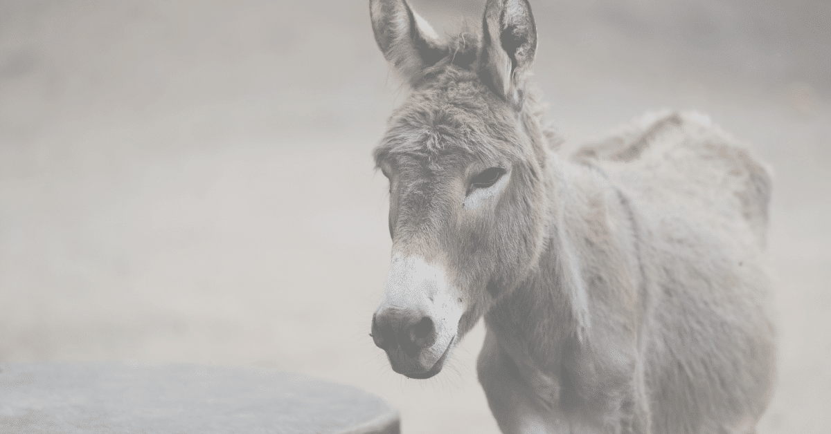 Parenting from a Donkey